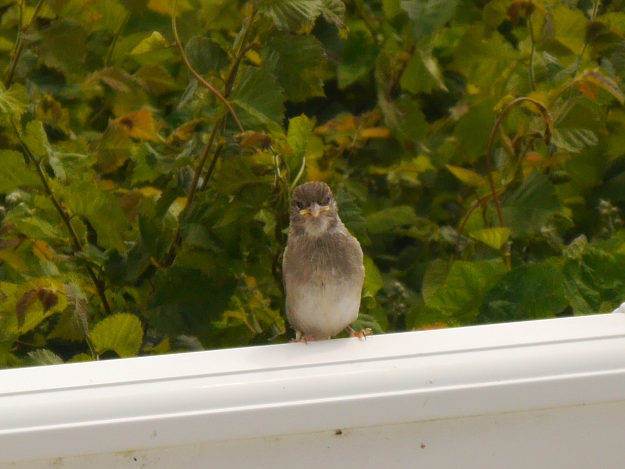 A photograph of a bird sitting on a fence, looking directly into the camera lens