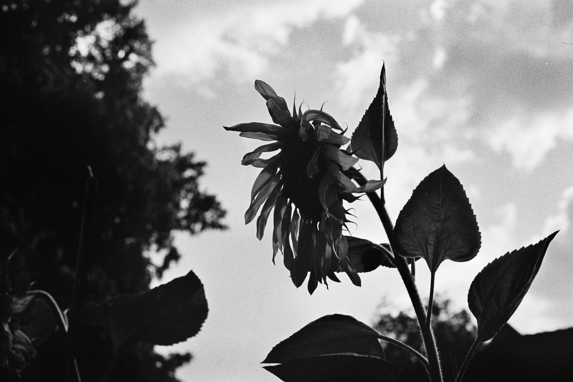 A black and white photograph of a sunflower