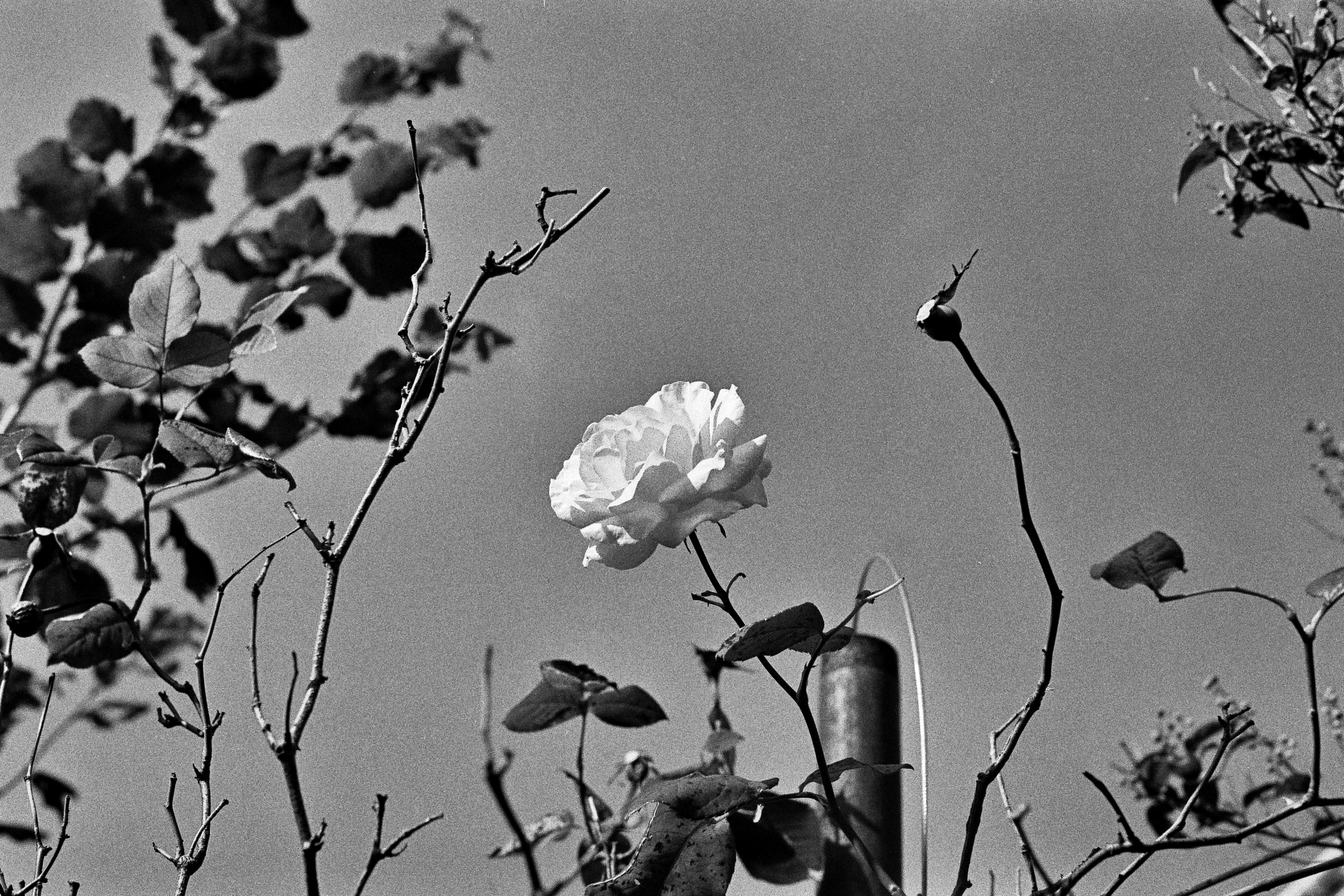 A black and white photograph of a rose