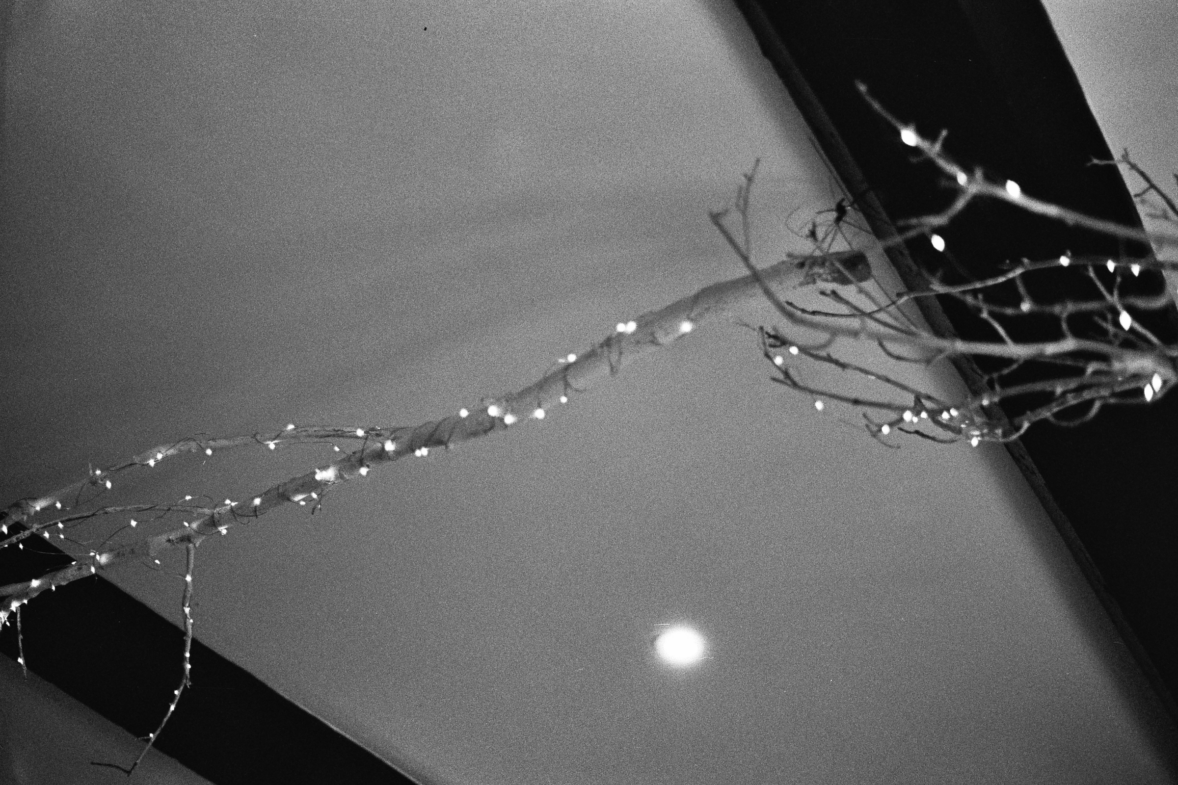 A black and white photograph of a branch with lights wrapped around it