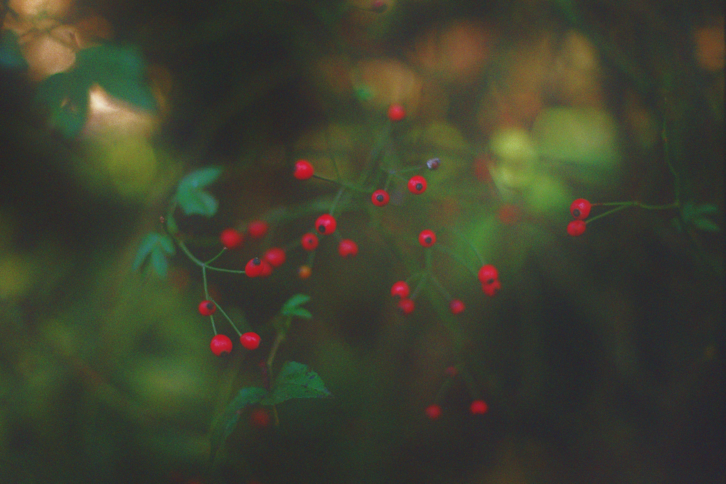 A close up colour photograph of some red berries, with a blury background