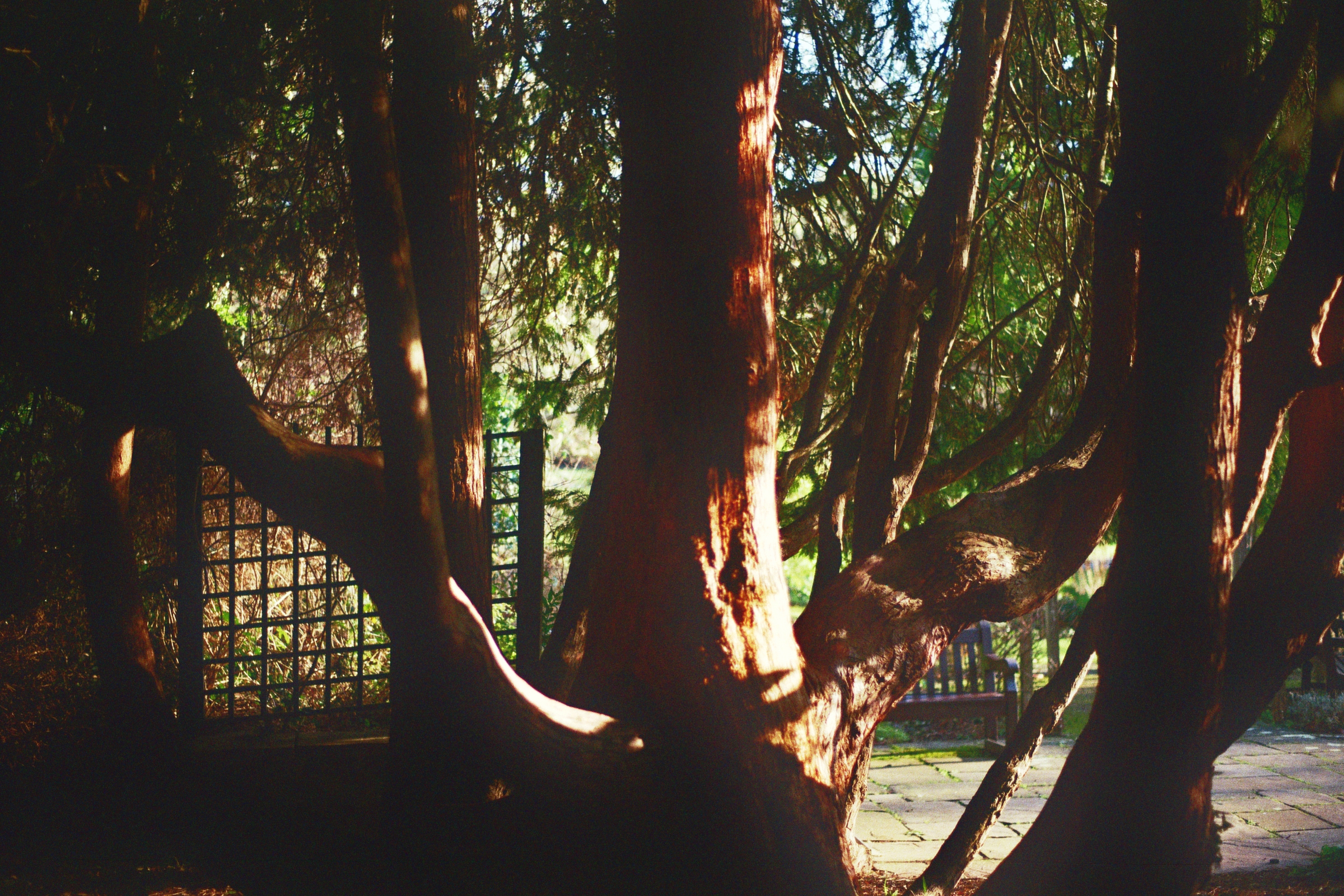 A colour photograph of a tree, with branches that stick out of the base of the trunk and curve directly upward