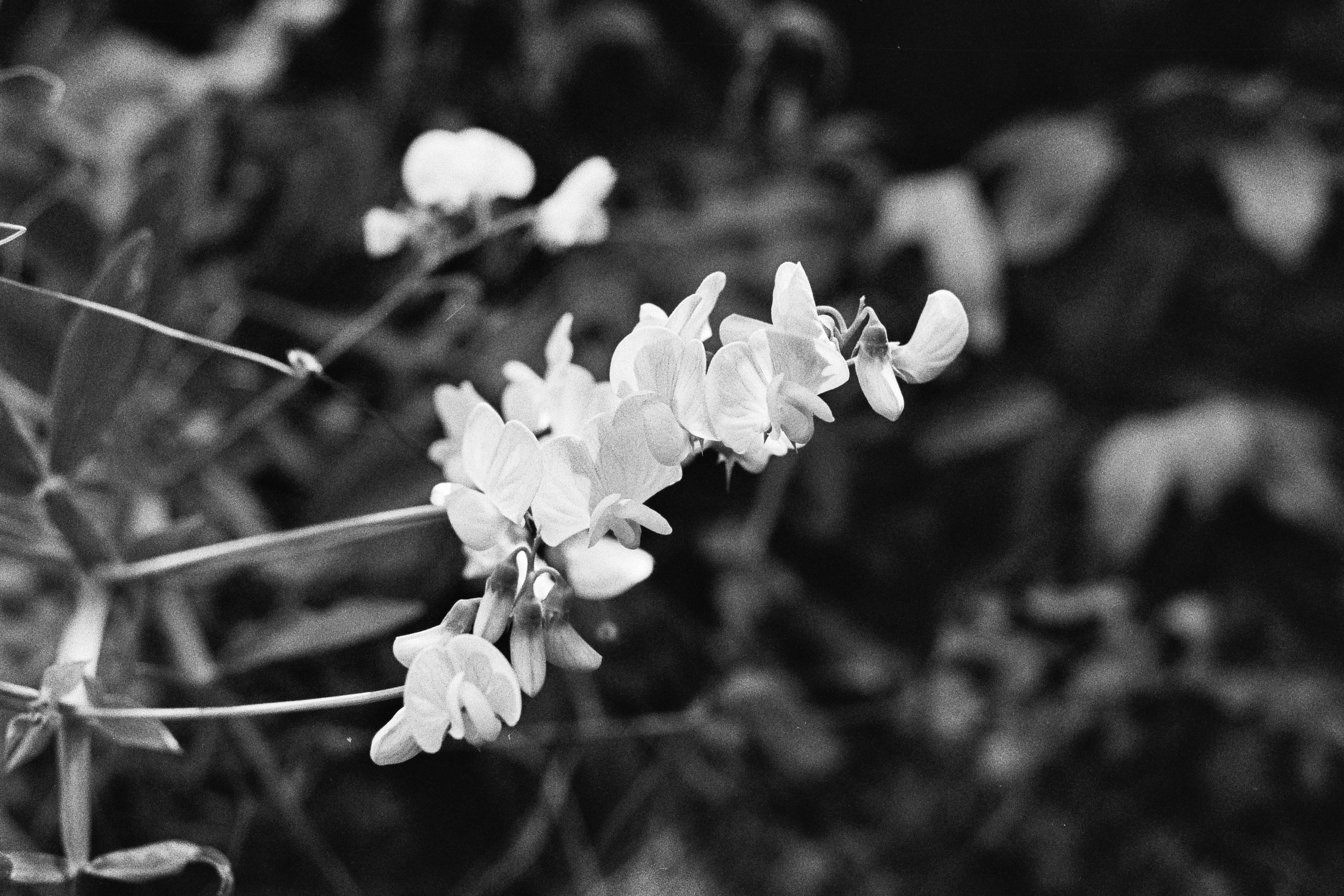 A black and white photograph of a flower (I don't know what kind)