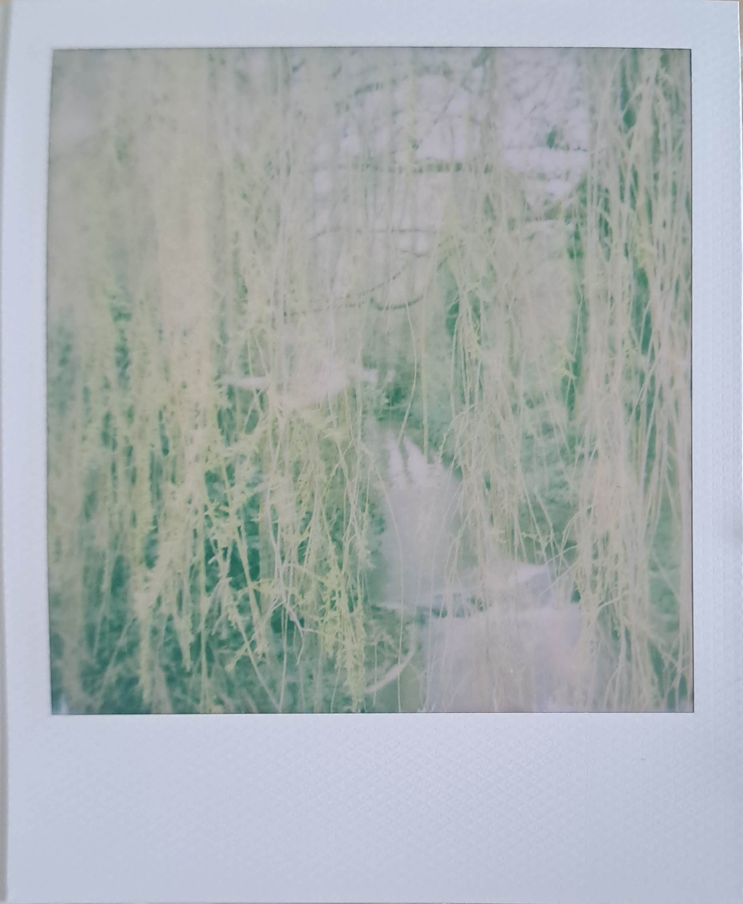 A Polaroid of a creek, taken through the leaves of a Willow tree