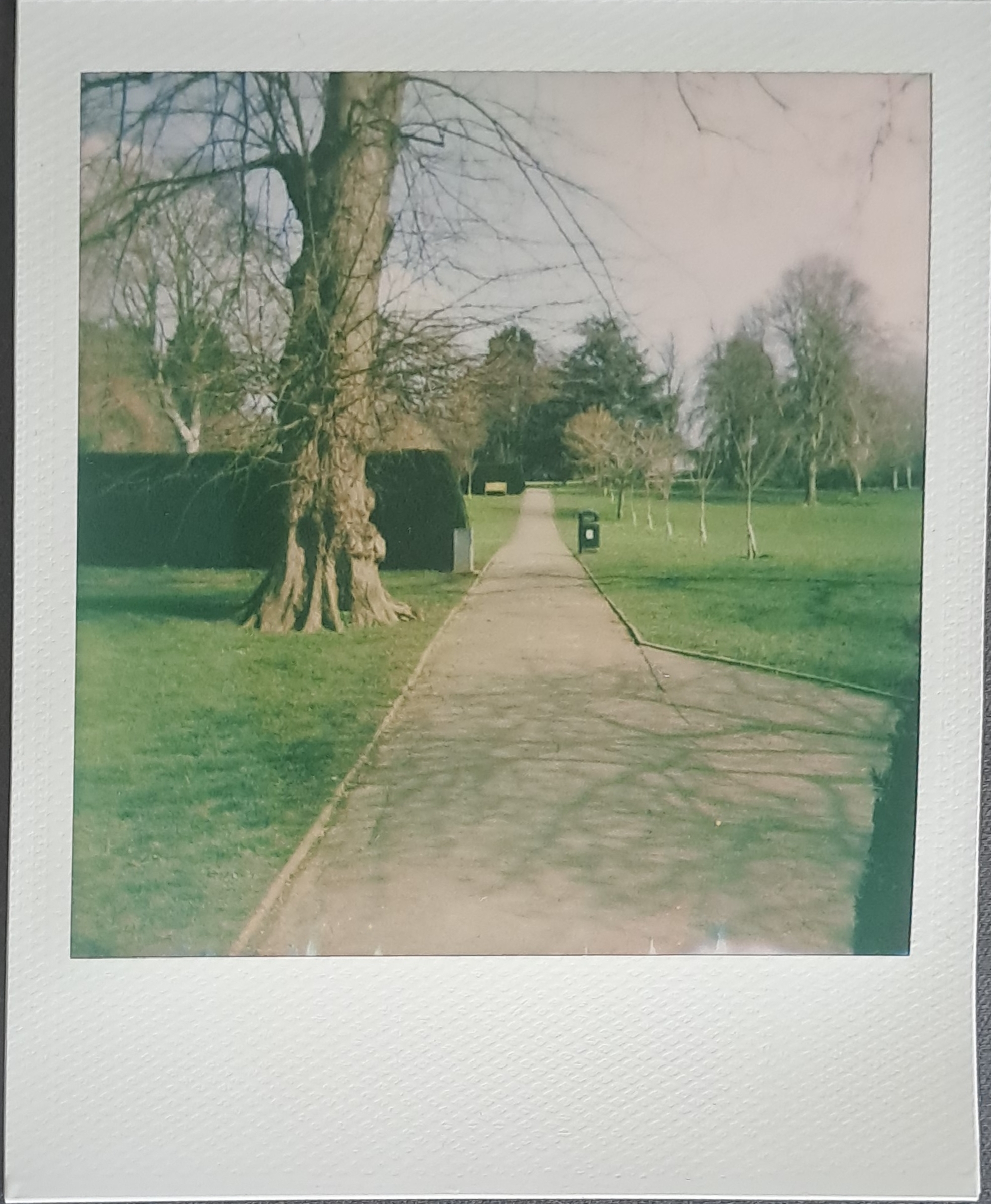 A Polaroid of a footpath through a field, with trees at the far end, and one tree in the foreground in front of a hedge