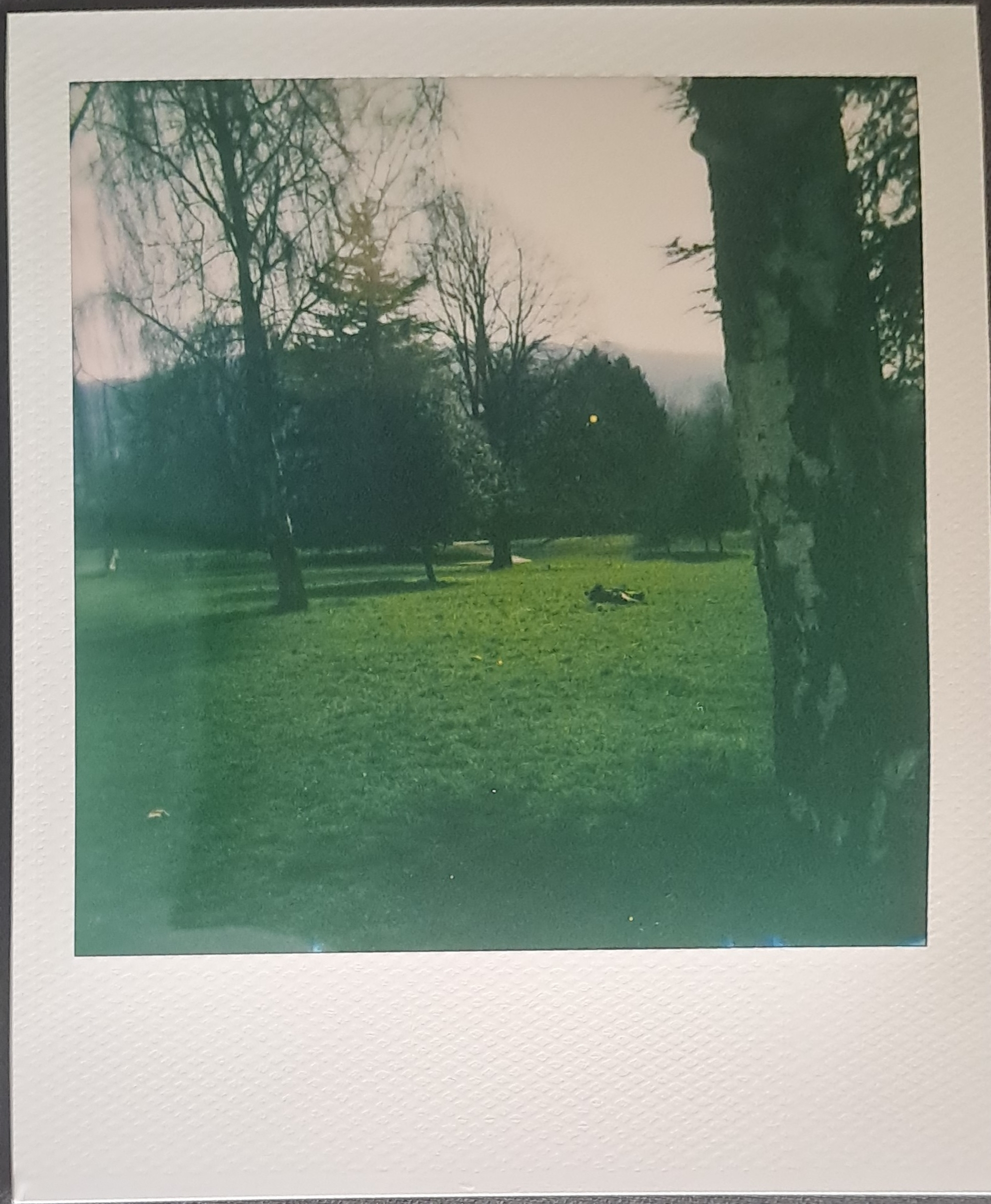 A Polaroid of some trees in a field, next to an old log, with a tree trunk in the foreground