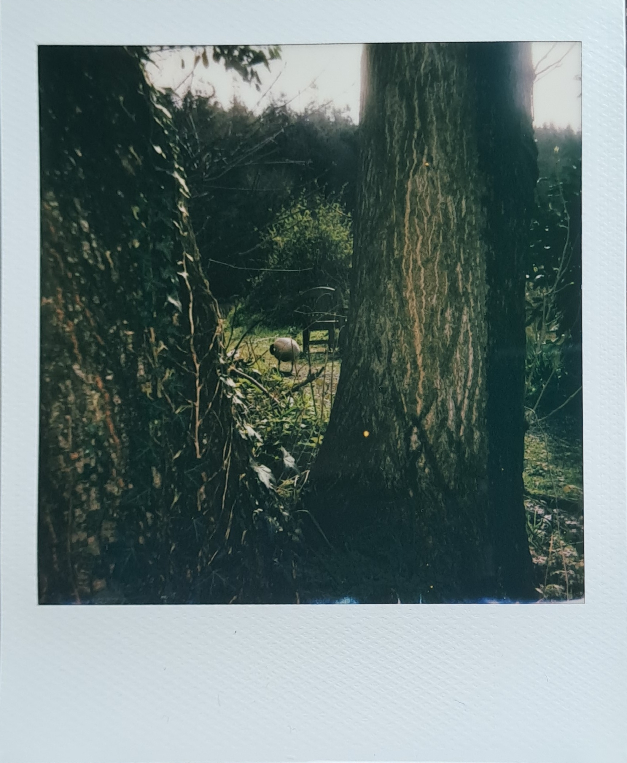 A Polaroid of a Canadian Goose taken between two tree trunks.