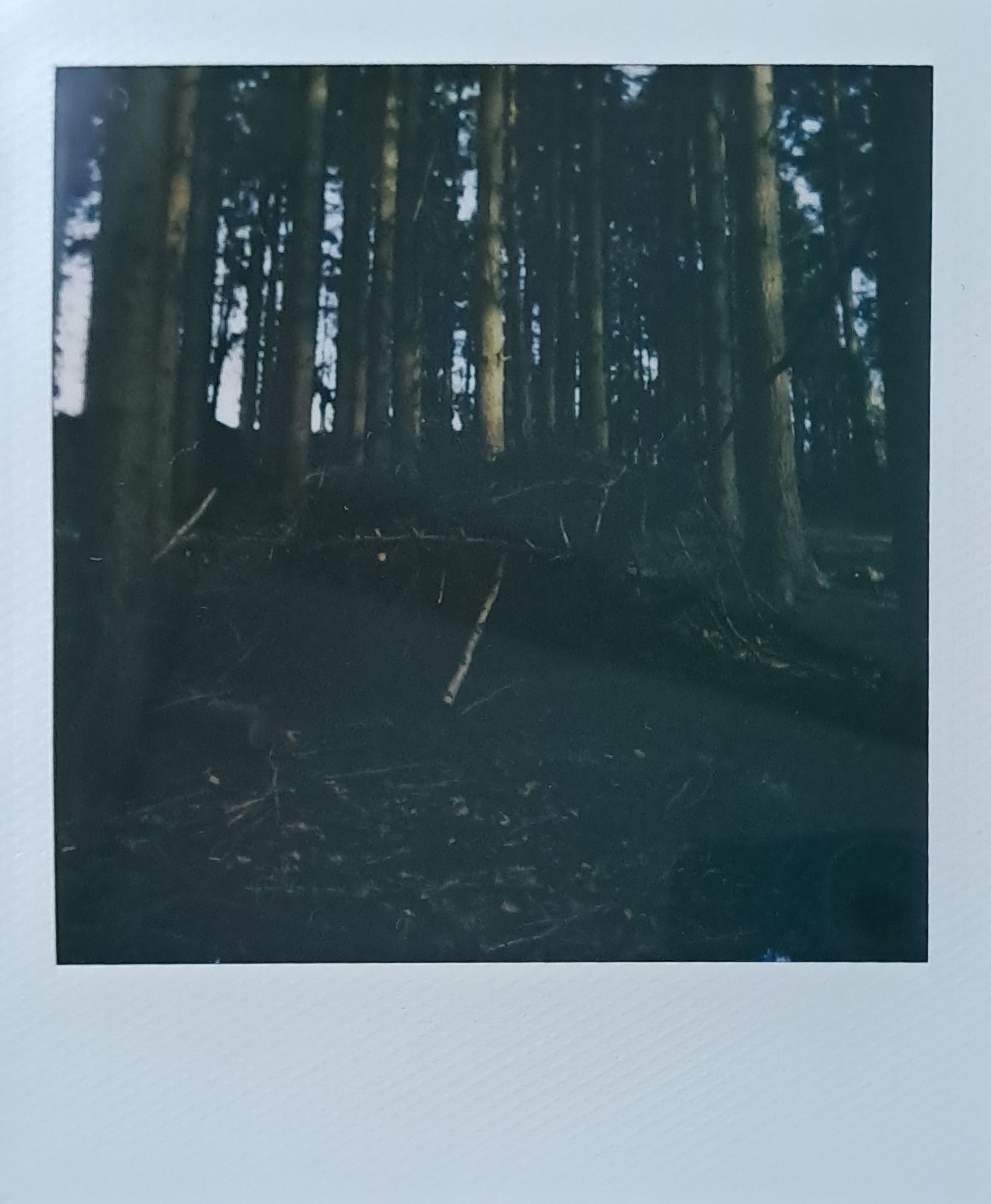 A Polaroid of a fallen log, covered in twigs and branches, in the woods