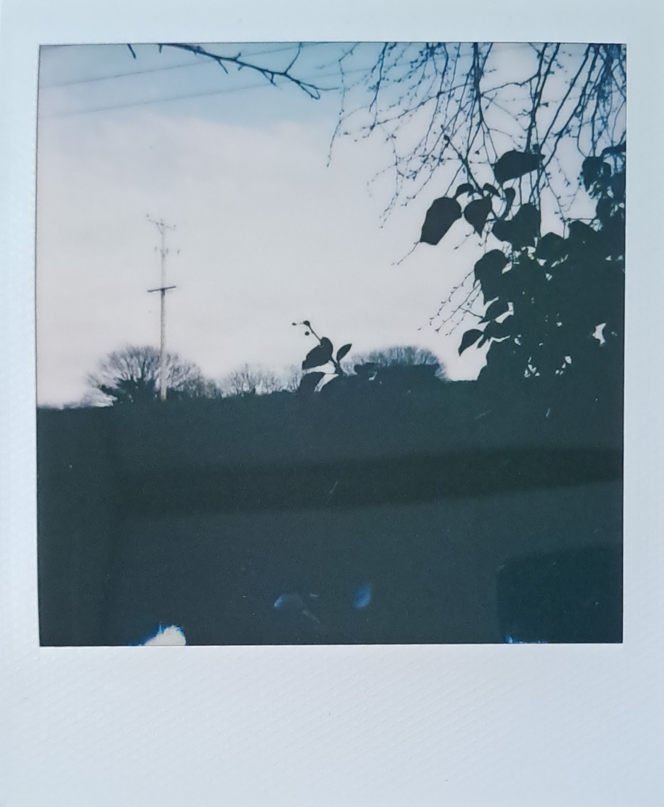 A Polaroid of an open field, behind some foliage, with a power pole running through it