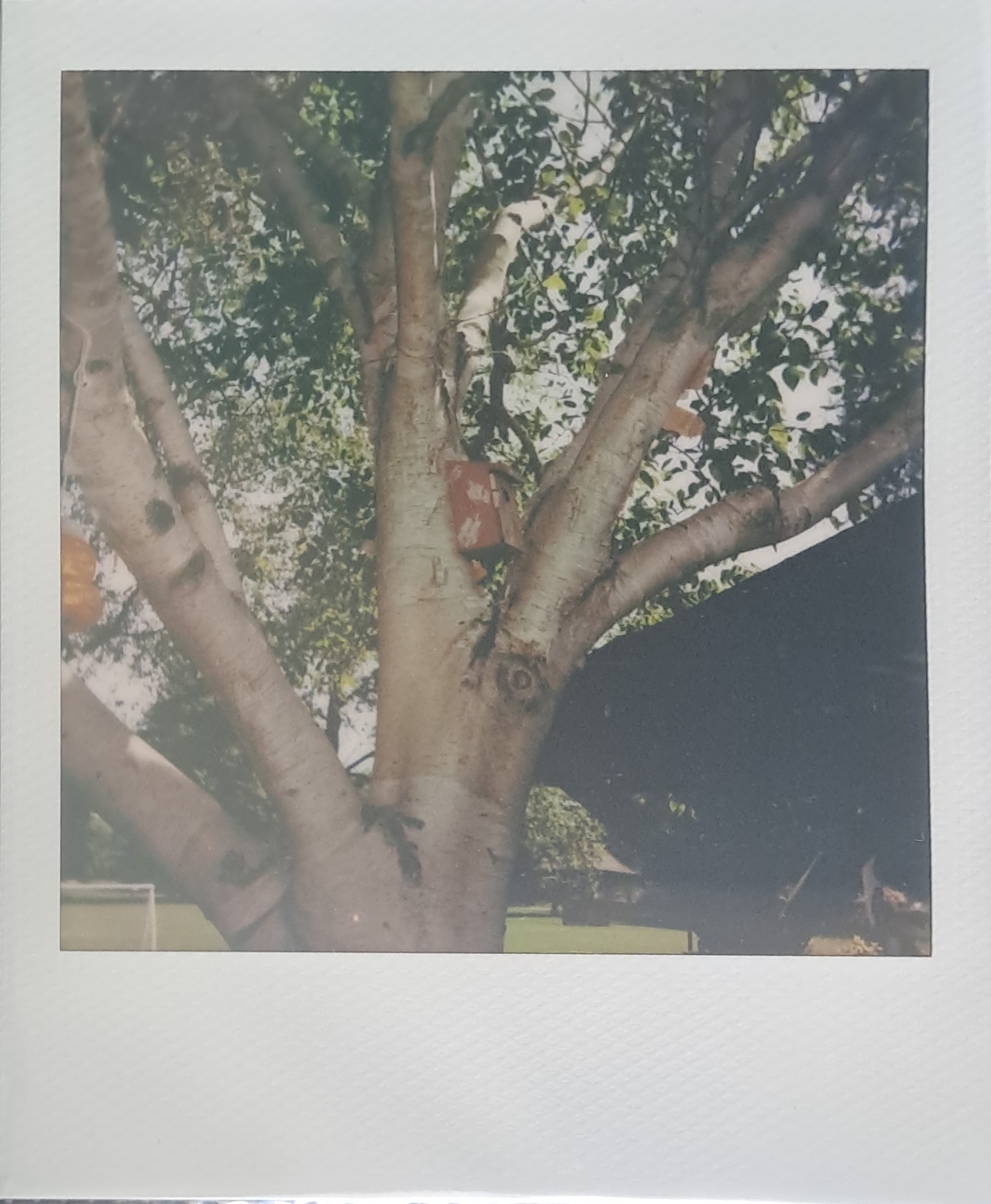 A Polaroid of a birdhouse in a tree