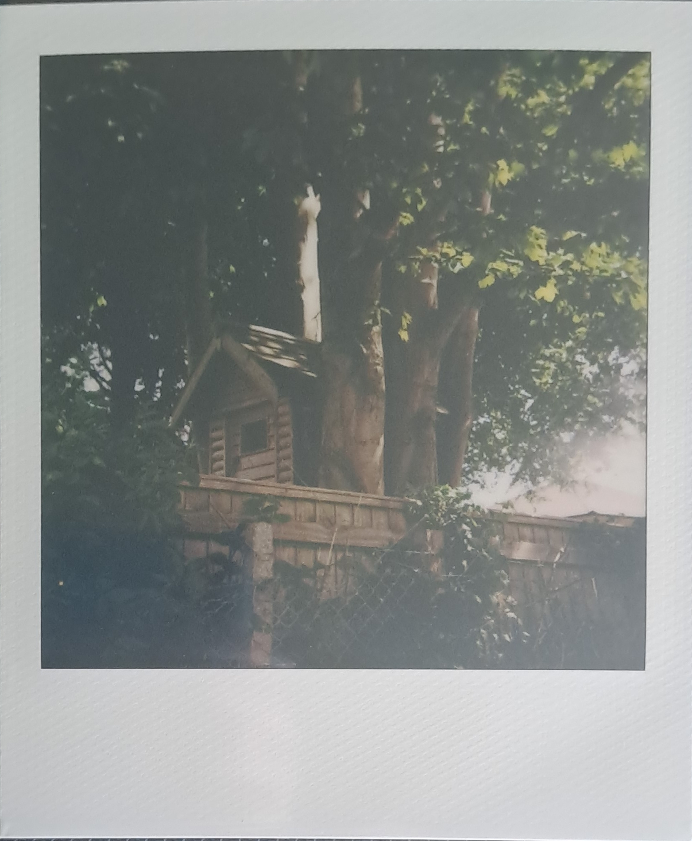 A Polaroid of a treehouse on the opposite side of a fence