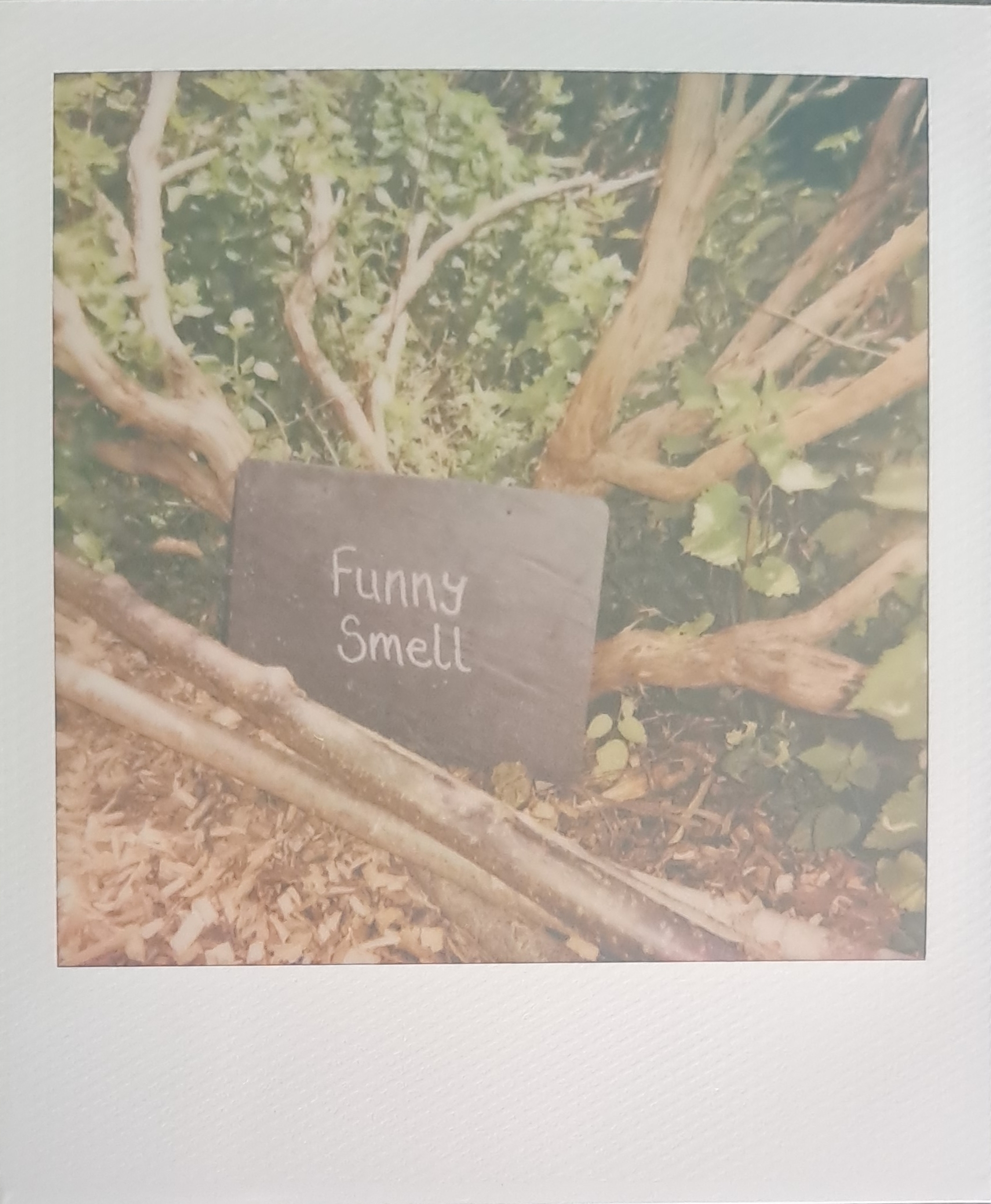 A Polaroid of a sign on a plant-box that says funny smell