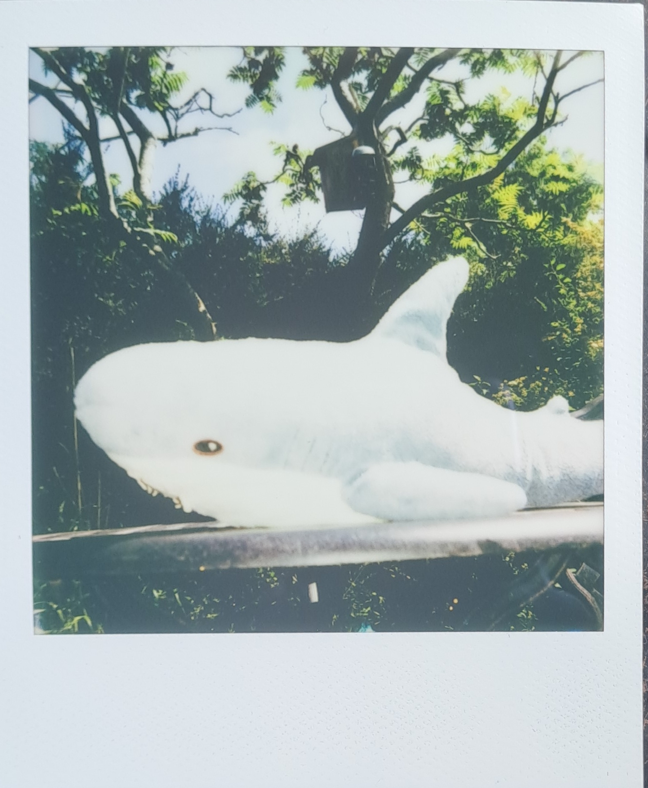 A Polaroid of Blahaj on a table, in front of a small tree with a birdhouse in it